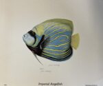 Imperial Angelfish, Jean Cassady