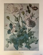 Henri Lambert “Pavots Vigellias”