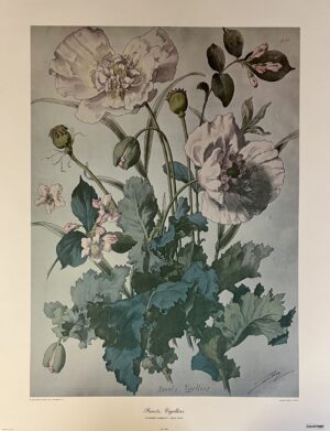 Henri Lambert “Pavots Vigellias”