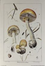 Alexander Viazmensky “Amanita muscaria var. formosa”