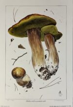Alexander Viazmensky “Boletus edulis var. aurantio-ruber”
