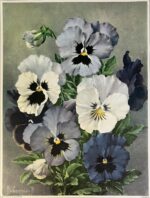 J. Voerman Jr. “Purple Pansy”