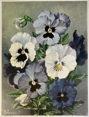 J. Voerman Jr. “Purple Pansy”